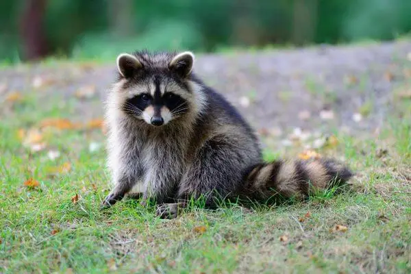 Tanuki ou chien viverrin japonais