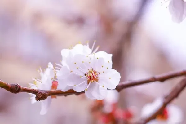 hanami-sakura