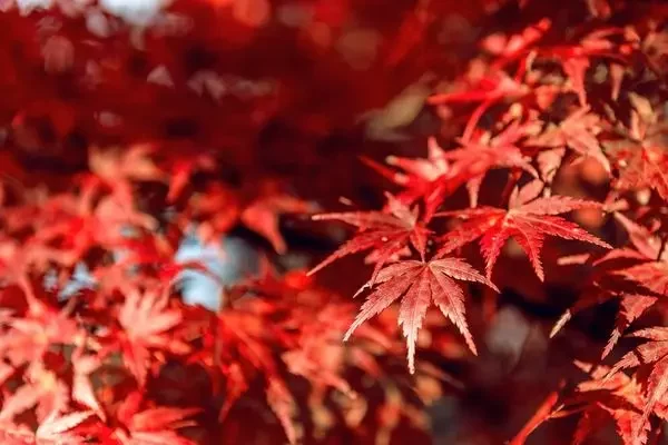 koyo-momiji-erables-japonais