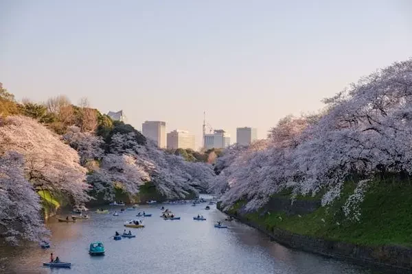 tokyo-parc-hanami